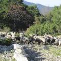 Le troupeau en liberté à la bergerie de l'Onda