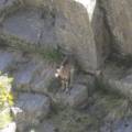 Jeune mouflon perdu sous la Punta di Spasimata