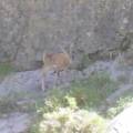 Jeune mouflon perdu sous la Punta di Spasimata
