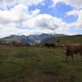 Vaches d'Aubrac devant le massif du Sancy