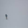 Dans le brouillard et la neige au col de la Croix-du-Bonhomme